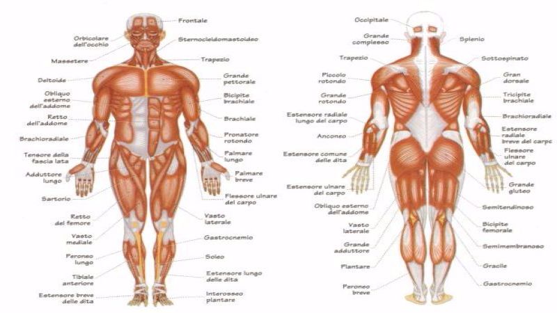 Visita Fisiatrica le più comuni patologie indagate